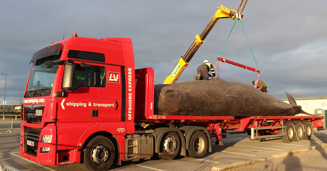 There's a whale on the road! Lubbers and LV Logistics move a peculiar cargo to the UK