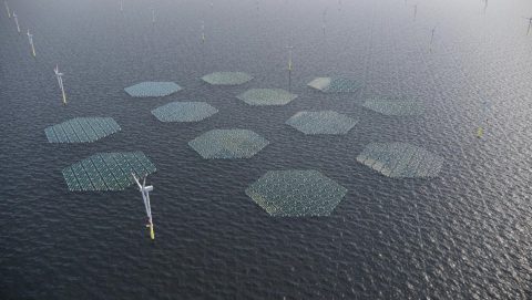 SolarDuck and RWE to build largest Offshore Floating Solar plant